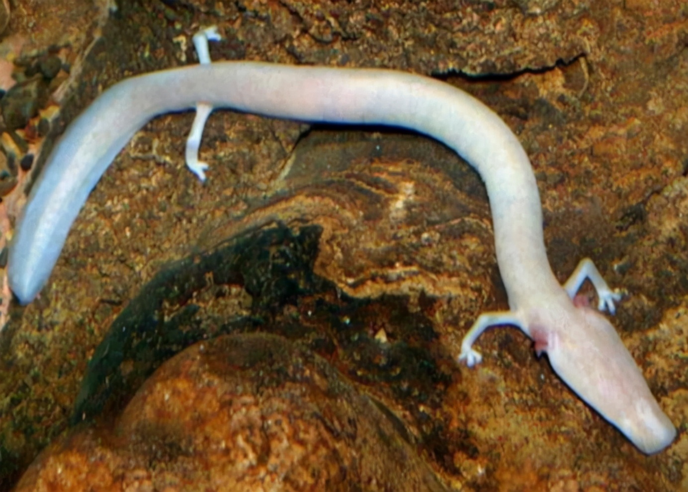 地球上最像"龙"的动物,12年才动一次,还是为了交配