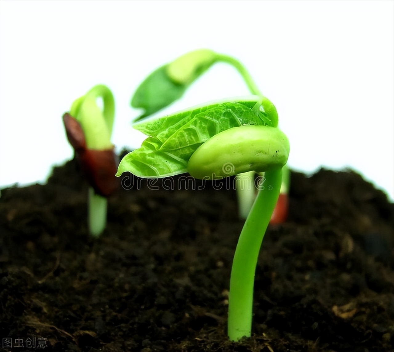四季豆种子催芽方法（四季豆的5个正确催芽步骤）