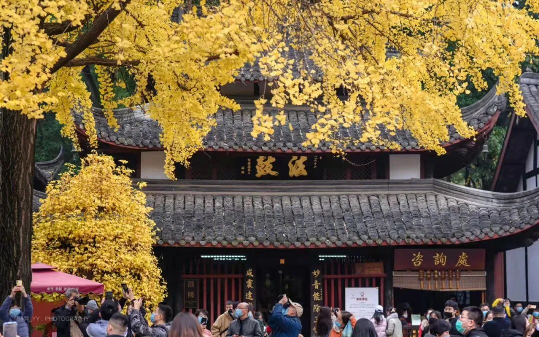 全部黄了！成都二十个银杏观赏点实拍图，带你赏遍