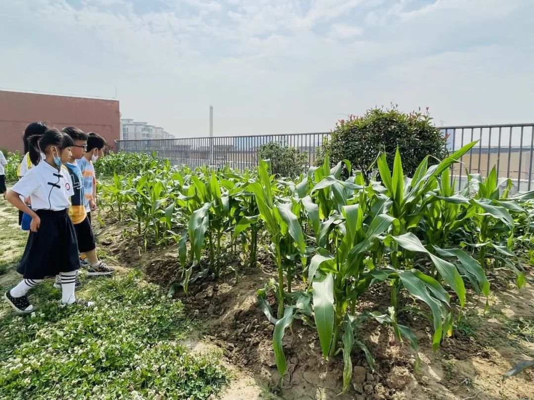 习节气·承传统|记成都高新区朝阳小学丰富多彩的立夏节气主题活动