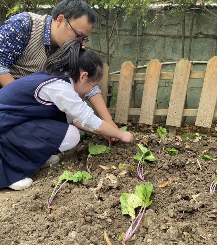 以劳动之名 收获成长之乐｜新兴小学开展“小农夫”劳动教育课程