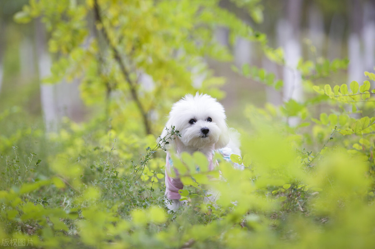 跟风买的“泰迪犬”，本以为交了智商税，实际越养越上瘾