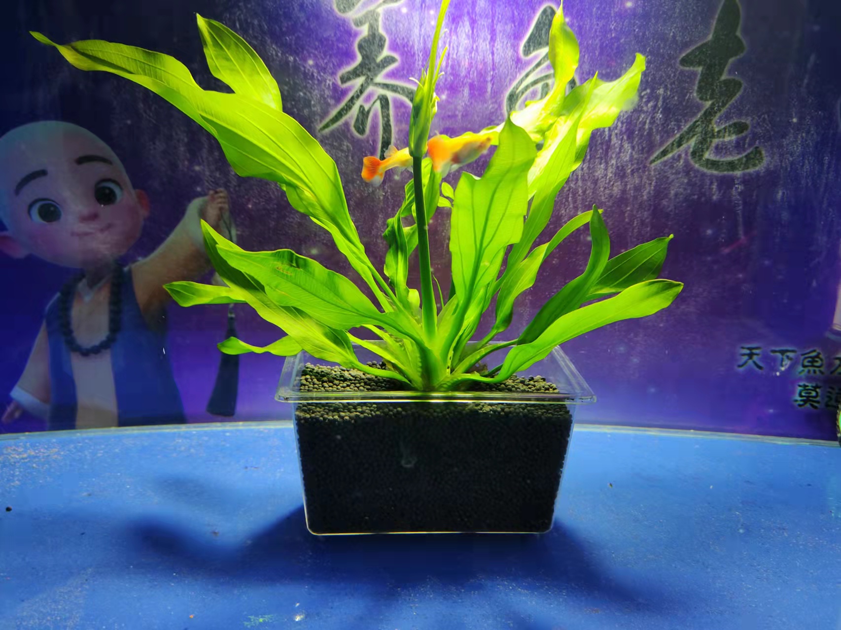 皇冠鱼图片(这种水草容易饲养) - 赤虎壹号