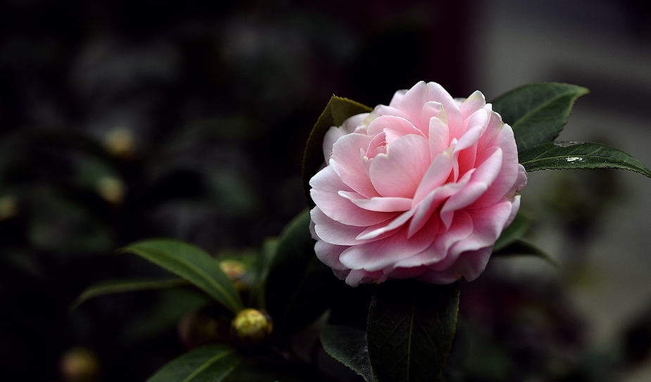 「诗词鉴赏」山茶花开时，十一首山茶花的诗词，烂红如火雪中开