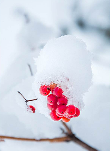 「原创诗词」管恩锋 | 若无瑞雪催春发 哪有千花焕彩颜（咏雪20首）