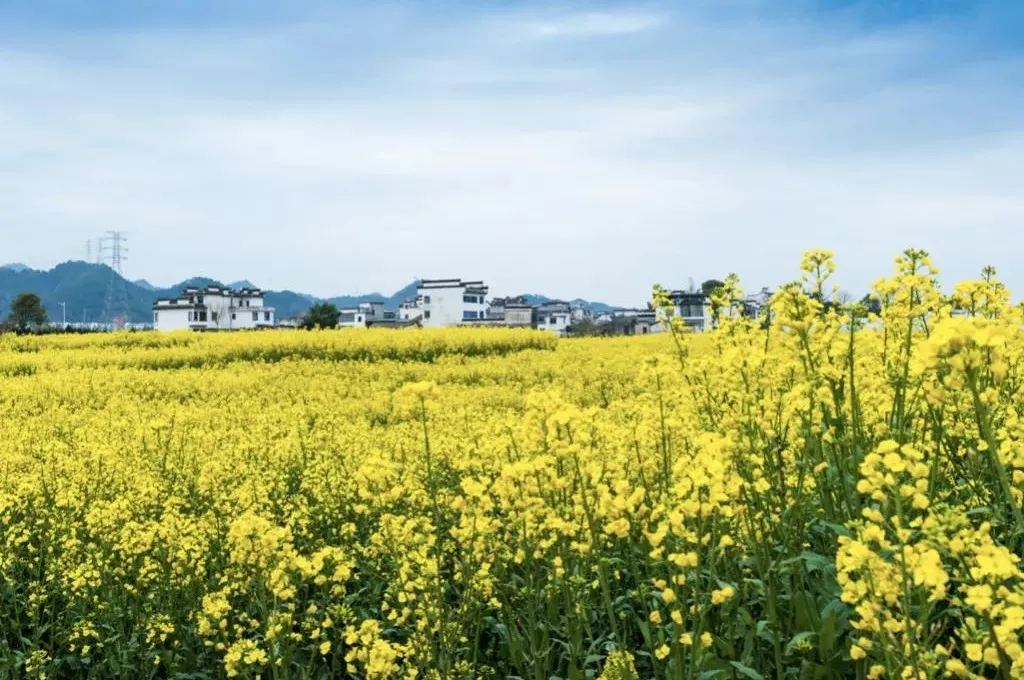 来看花海！这是属于昱城的春日浪漫