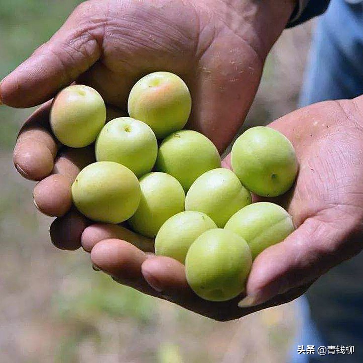 青梅产地主要在哪里（分析诏安县青梅产业发展现状）