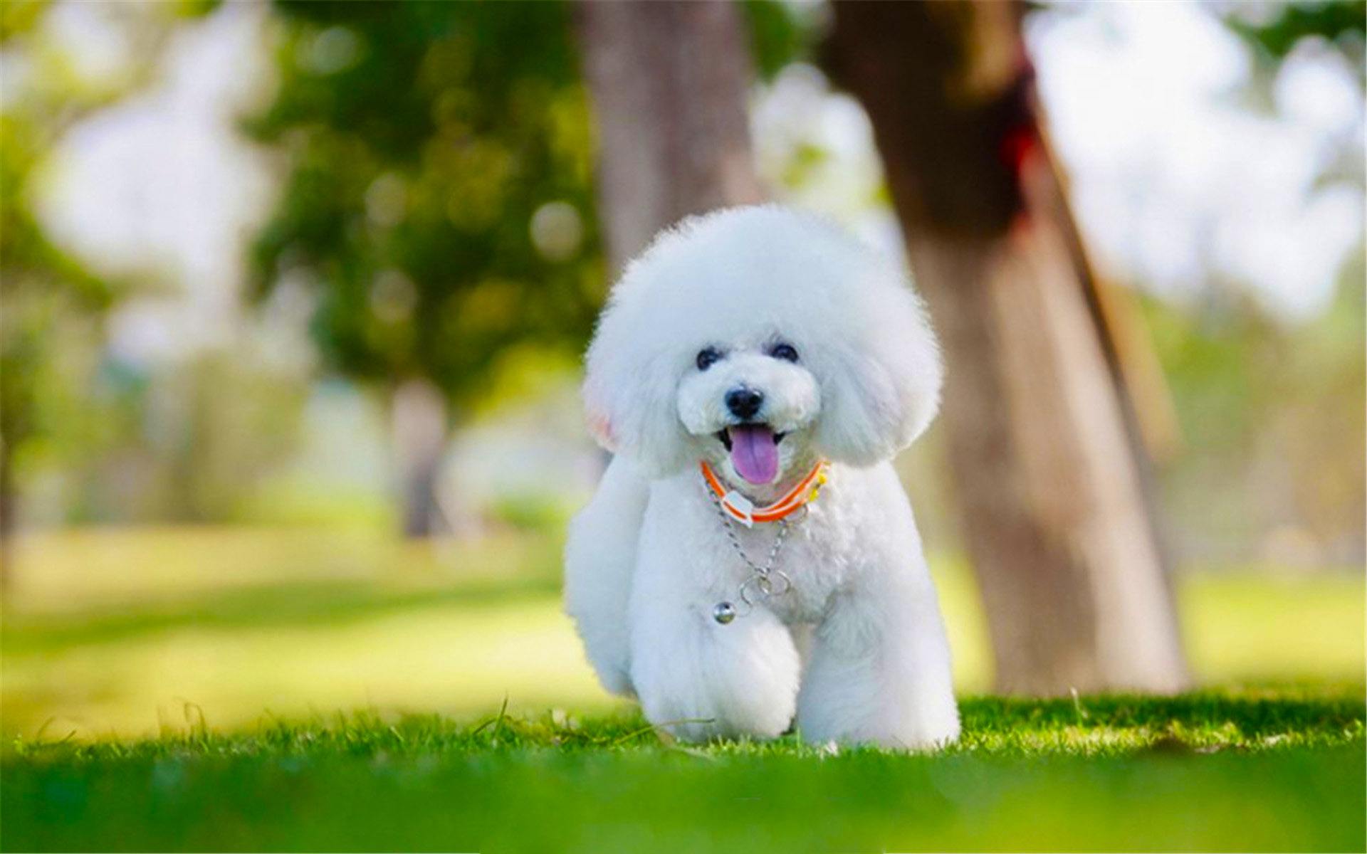 泰迪和比熊的介绍