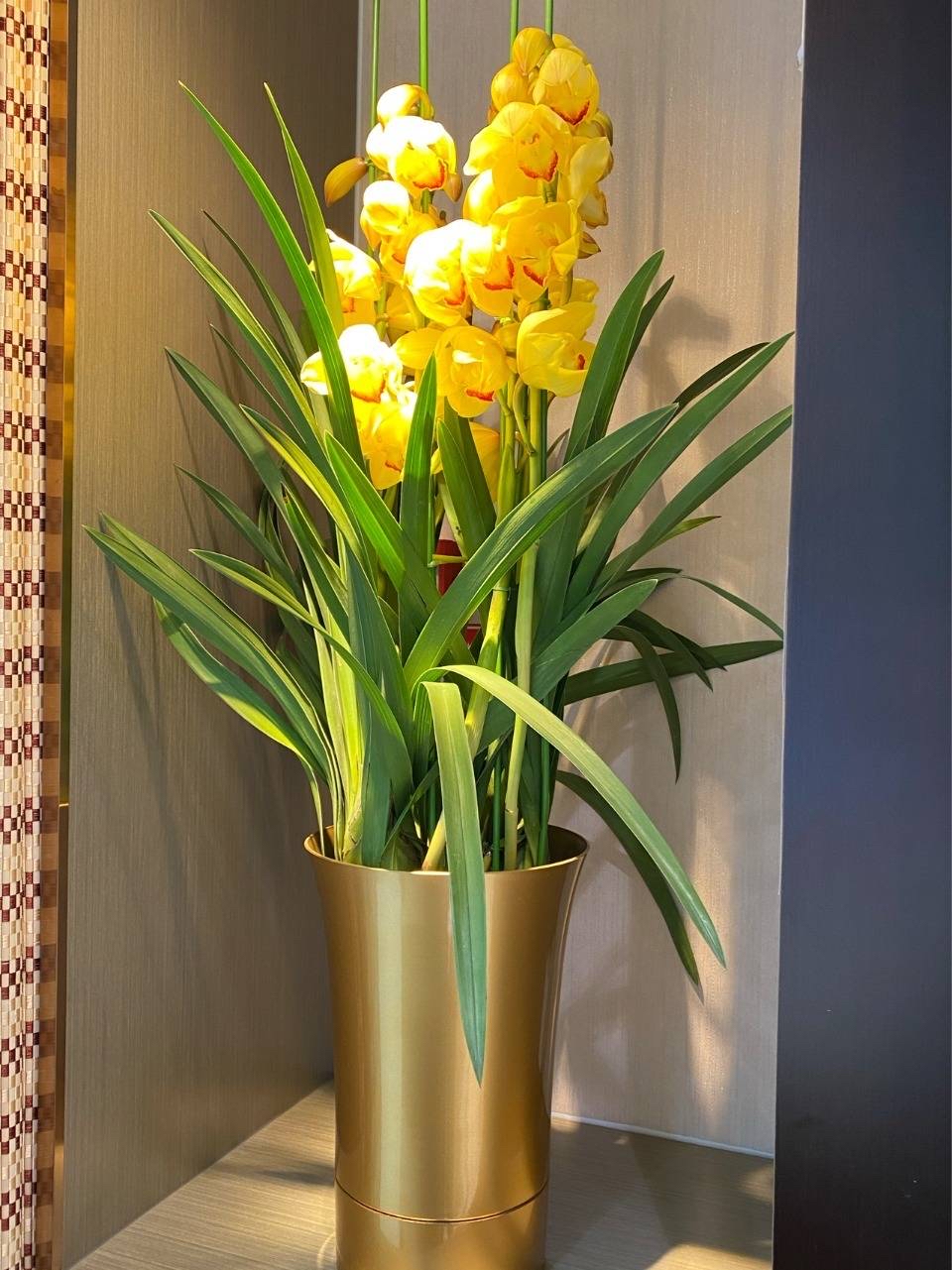 大花蕙兰怎么养?做好"3点",大花一串串,艳丽多姿,不停盛开