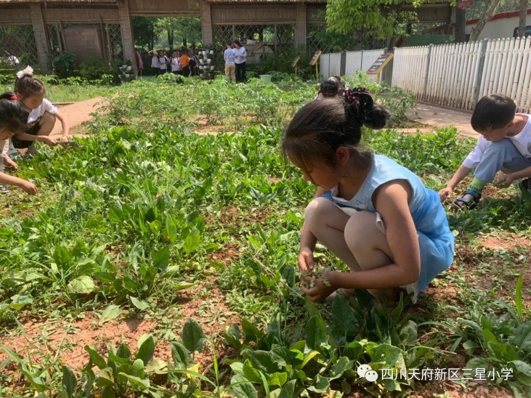 致敬最可爱的人——四川天府新区三星小学开展劳动实践周系列活动