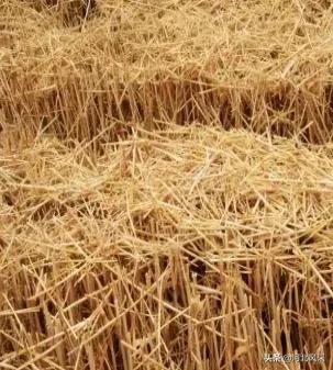 二点委夜蛾研究再创新 生态调控措施普及推广