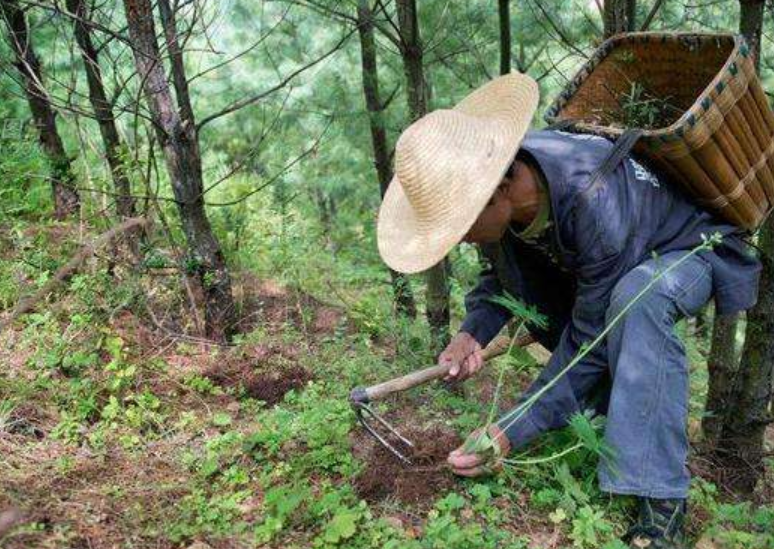 桂林秧塘工业园招聘（广西村民采药在山中走失）