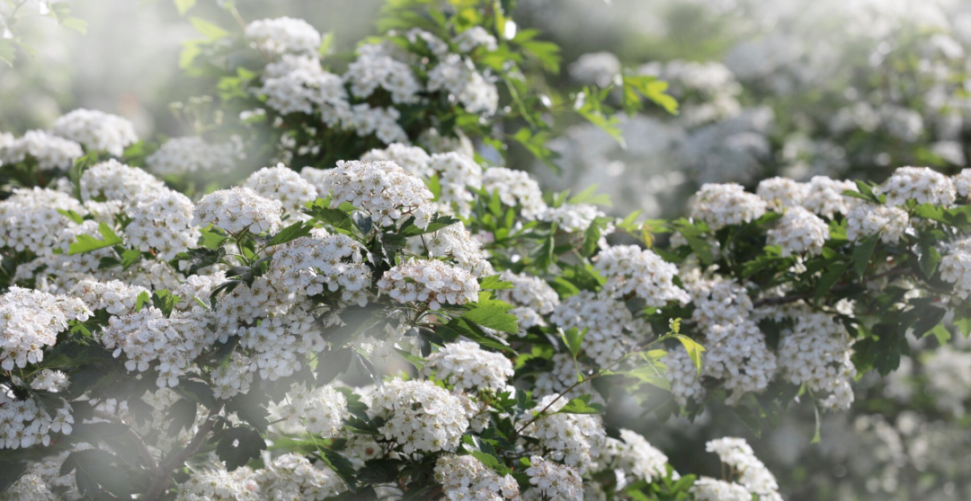 花开河东春来早｜花满闻喜，如画新绛！去看百花盛开的诗和远方！