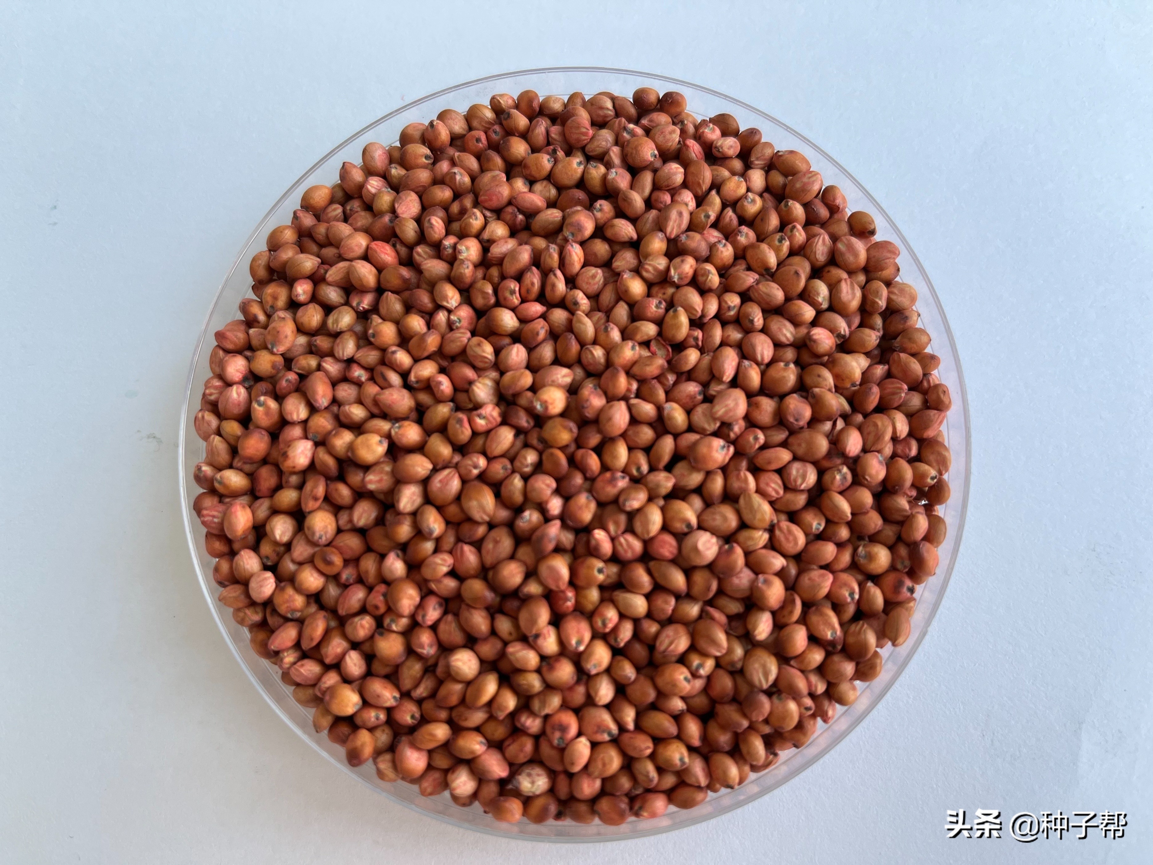 養(yǎng)牛羊的牧草，一年收割3~6茬，蘇丹草和高丹草有什么區(qū)別？