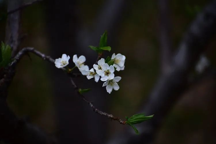 诗词鉴赏-李花浅白开自好，十首李花的诗词，如雪如诗，不可辜负