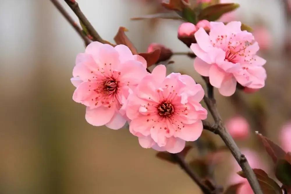 梅花的寓意與花語,有什麼傳說故事