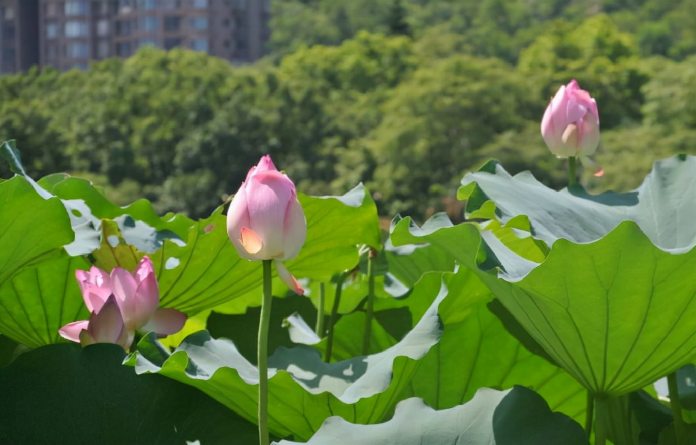 一个人的嘴，就是最好的风水，管住嘴，福报不请自来