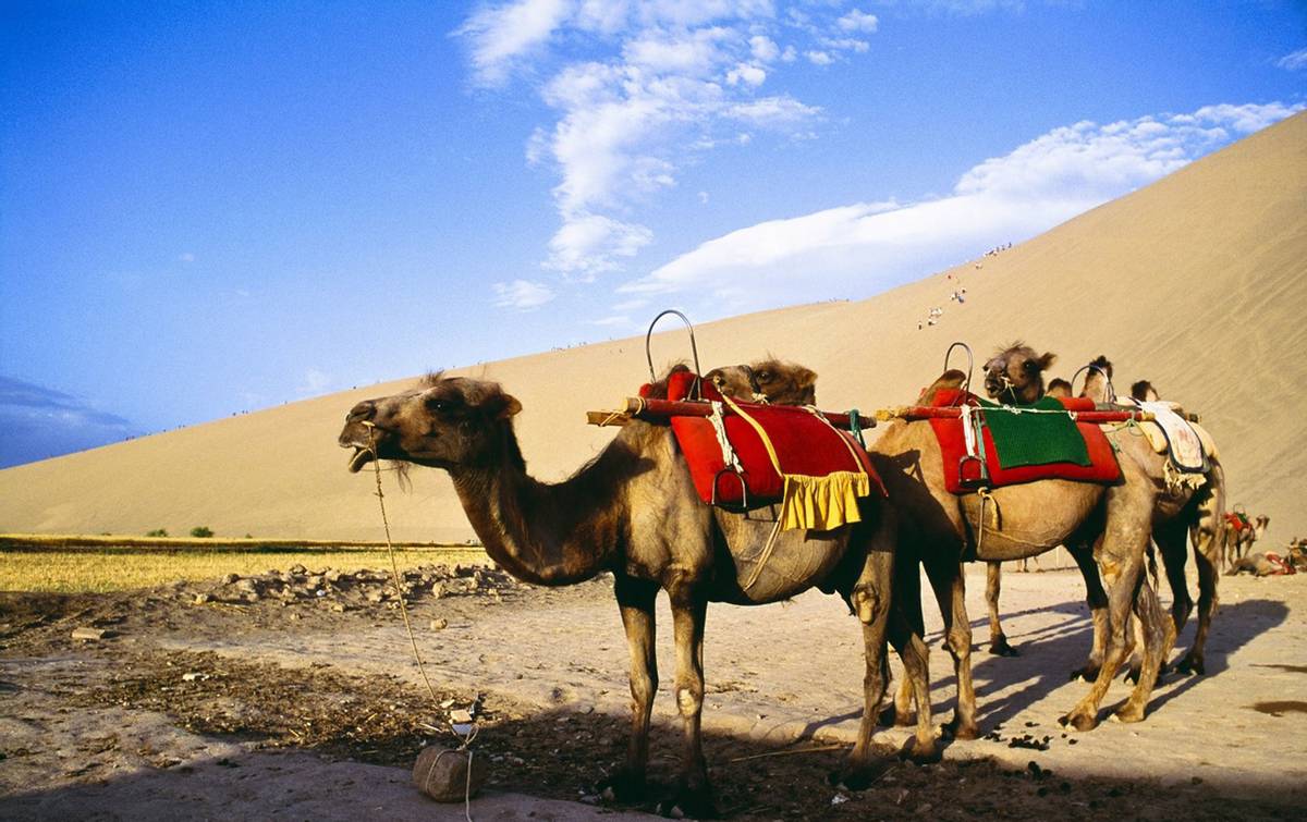 中国黑科技：“吞沙巨兽”，一天能吞食40亩沙漠，已投入甘肃建设