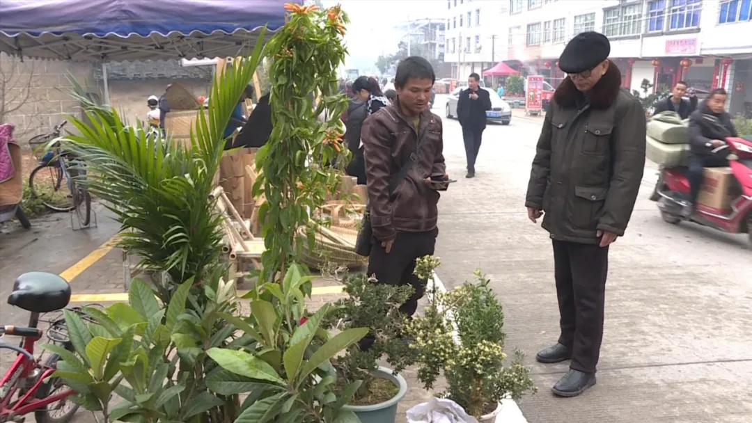 「新春走基层」春节后苗木市场掀起购销热潮