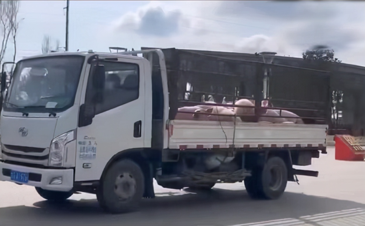 吉林白医专封校，校领导给学生买十几头活猪，各专业学生调侃走红