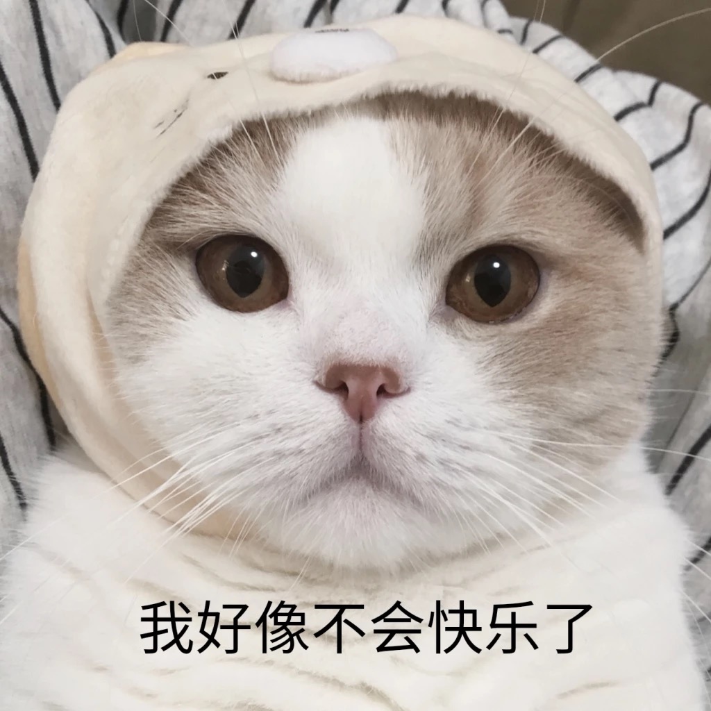 猫咪临终前会有这些“征兆”，其实是在交代身后事