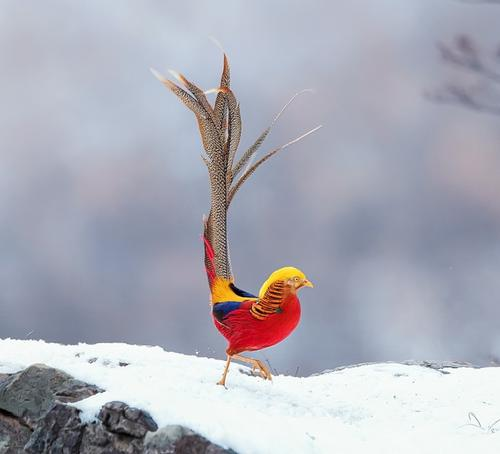 凤凰鸟图片(火凤凰) - 赤虎壹号