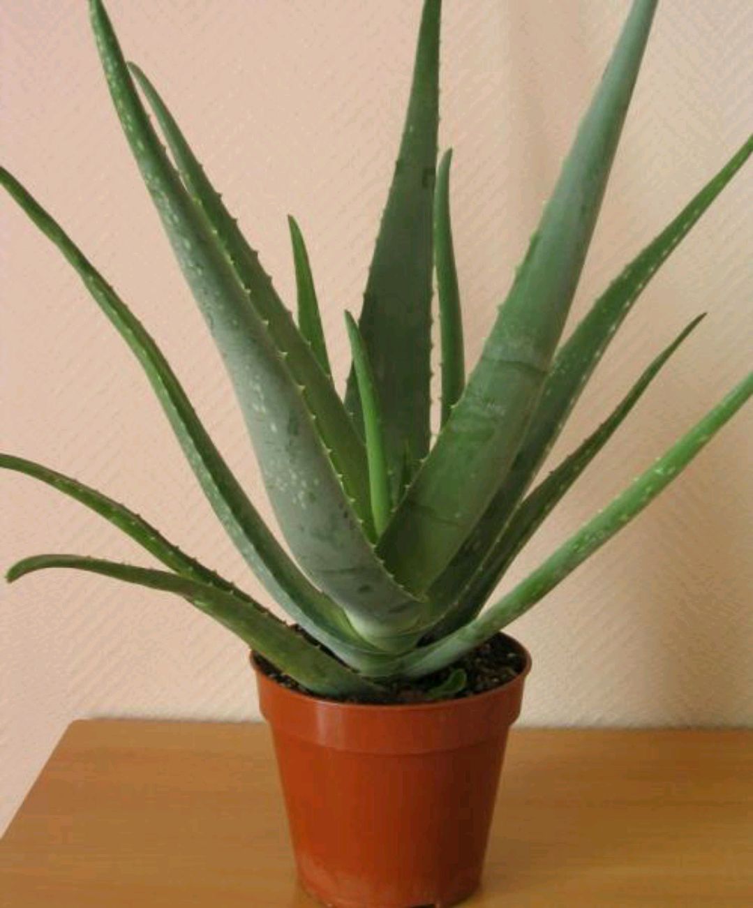 三,芦荟的种植和养护