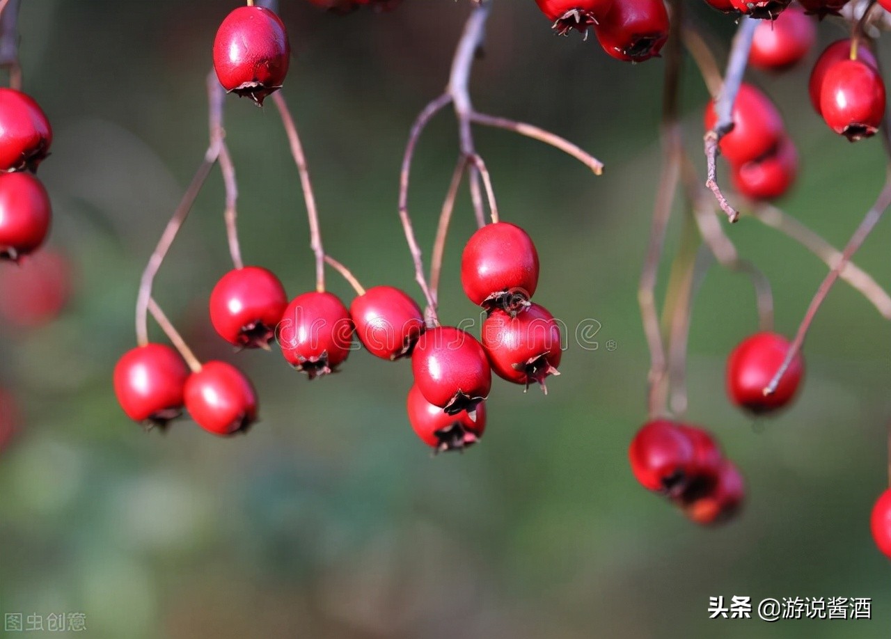 这4款泡酒，哪款比较符合你口味？