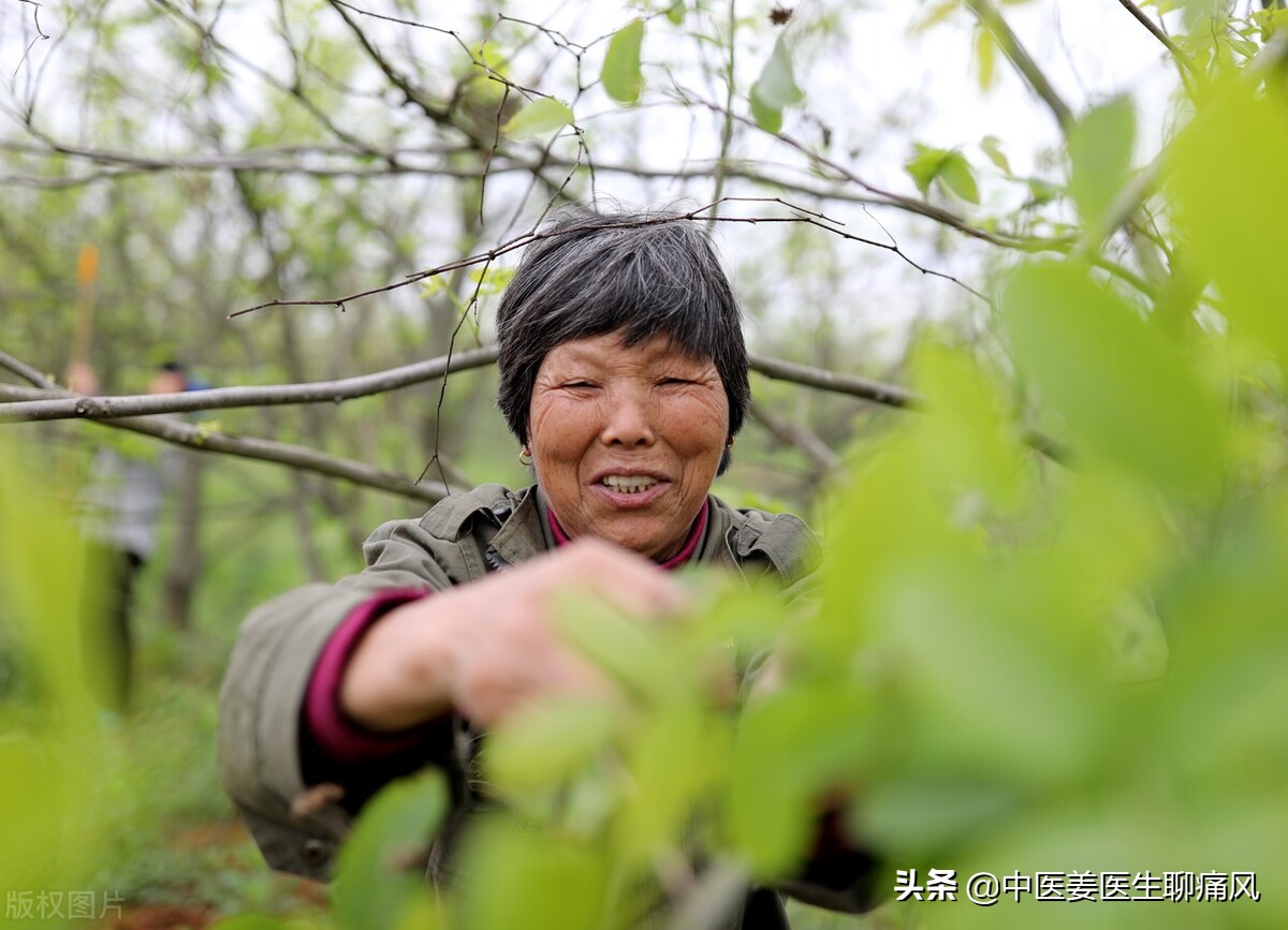 可降糖降脂的青钱柳泡茶喝，与秋水仙碱预防痛风发作，谁疗效好？