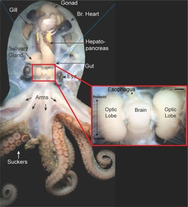 章鱼有几个大脑（章鱼有9个大脑，还能编辑基因？）-第9张图片