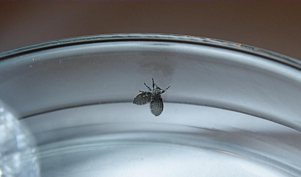 蛾蠓(卫生间里的小飞虫是什么？传染病菌、寄生人体，别小看它赶紧消灭)