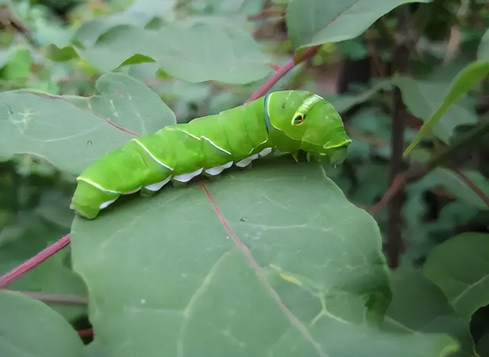 大豆田的"豆虫",如今却被端上餐桌,1斤40元值得养殖吗?