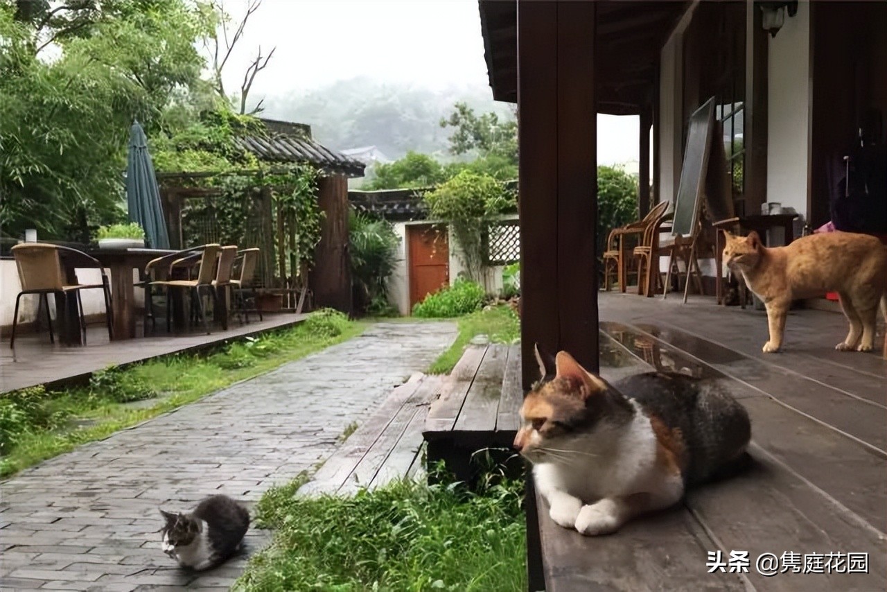 一个小院，花开四季，云淡风轻