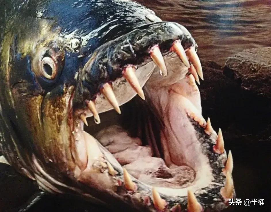 食人鱼表示:仇家太多