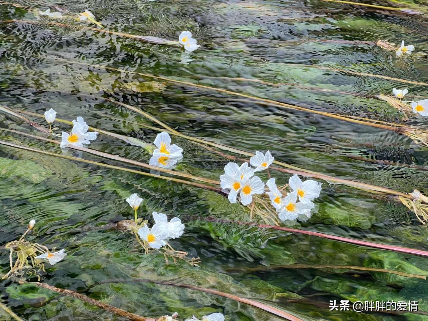 人到中年，心自明了，一切是淡淡的从容的；别让人生，输给了心情