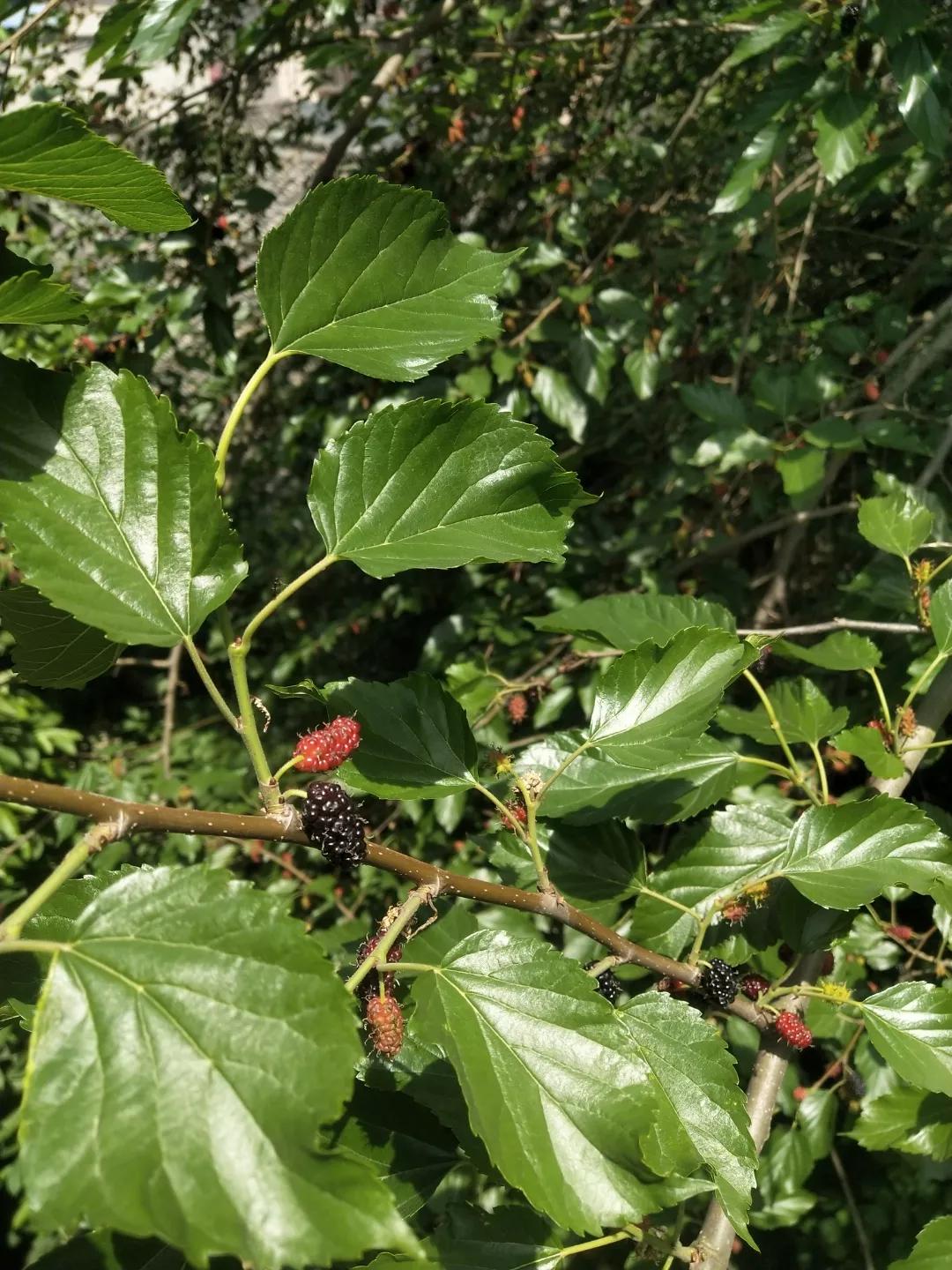 初夏时节。这里的桑葚熟了