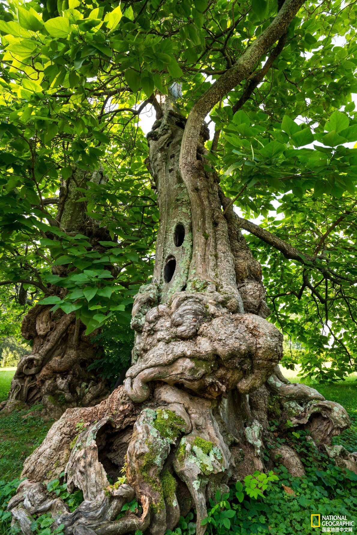 各式各样的大树,你能认出几棵?