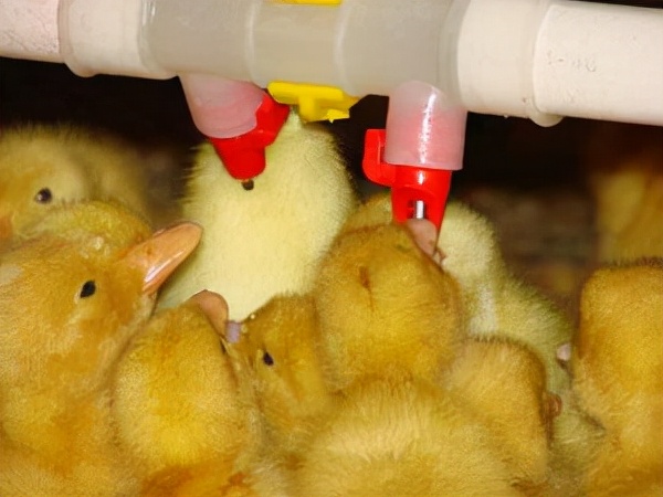 产蛋鸡饮水管理存在的问题及改进措施