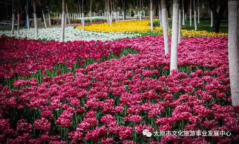 线上展览|“山河春意 锦绣太原——花的世界”主题摄影线上图片展（十五）