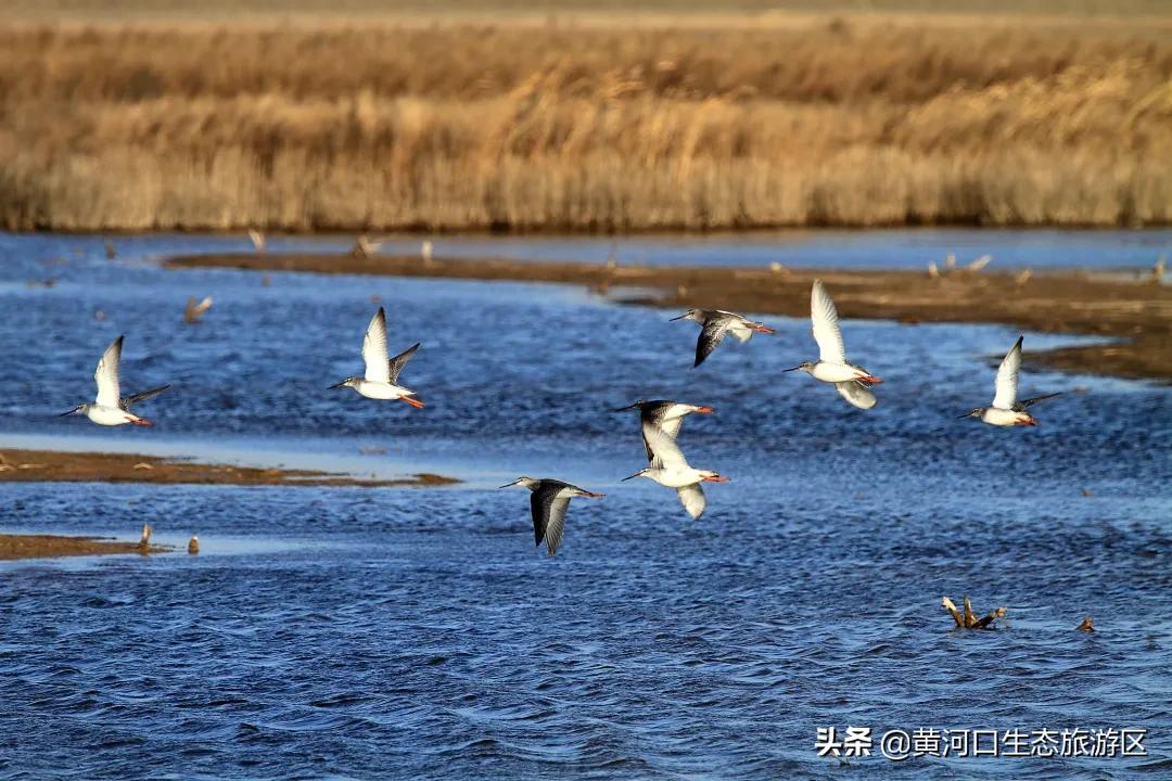【黄河口生态旅游区】致敬！人民警察！