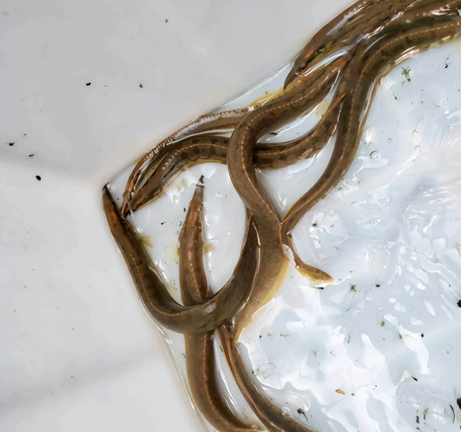 过去常用来喂鸭的"刀鳅",如今1斤70元难买到,它有什么价值?