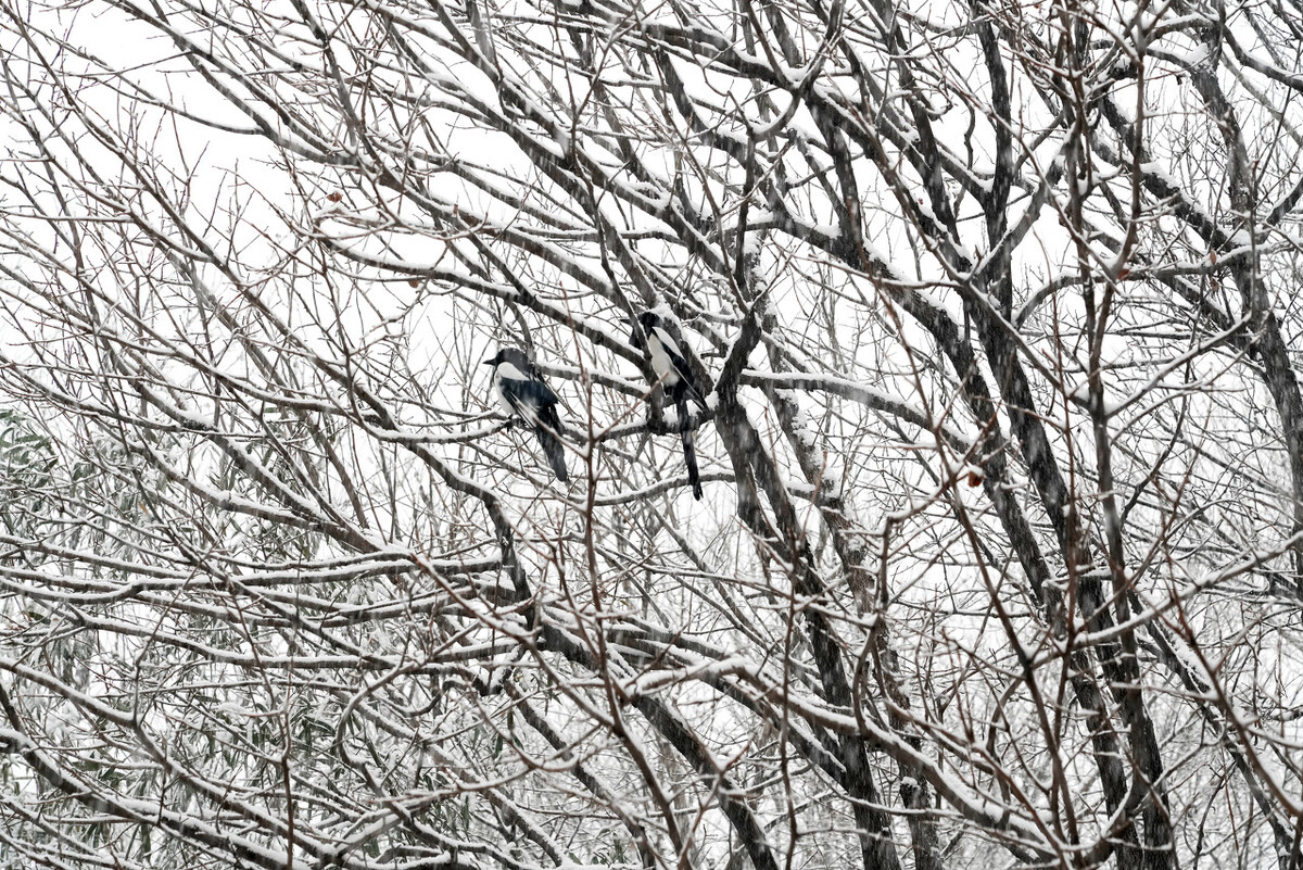 山村春雪（散文）