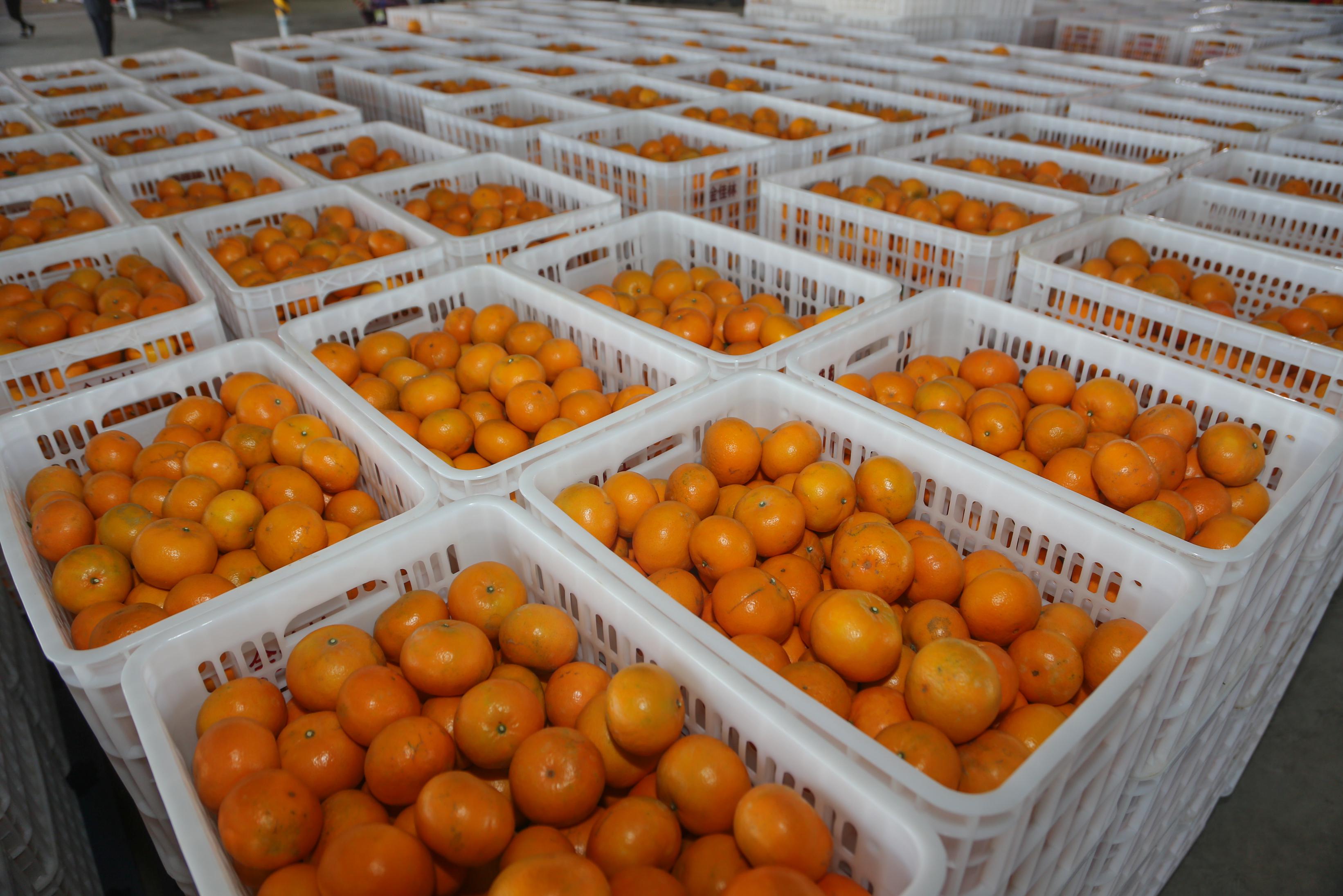 广西金佳林高端柑果自动化分选线落户南宁西乡塘产业园