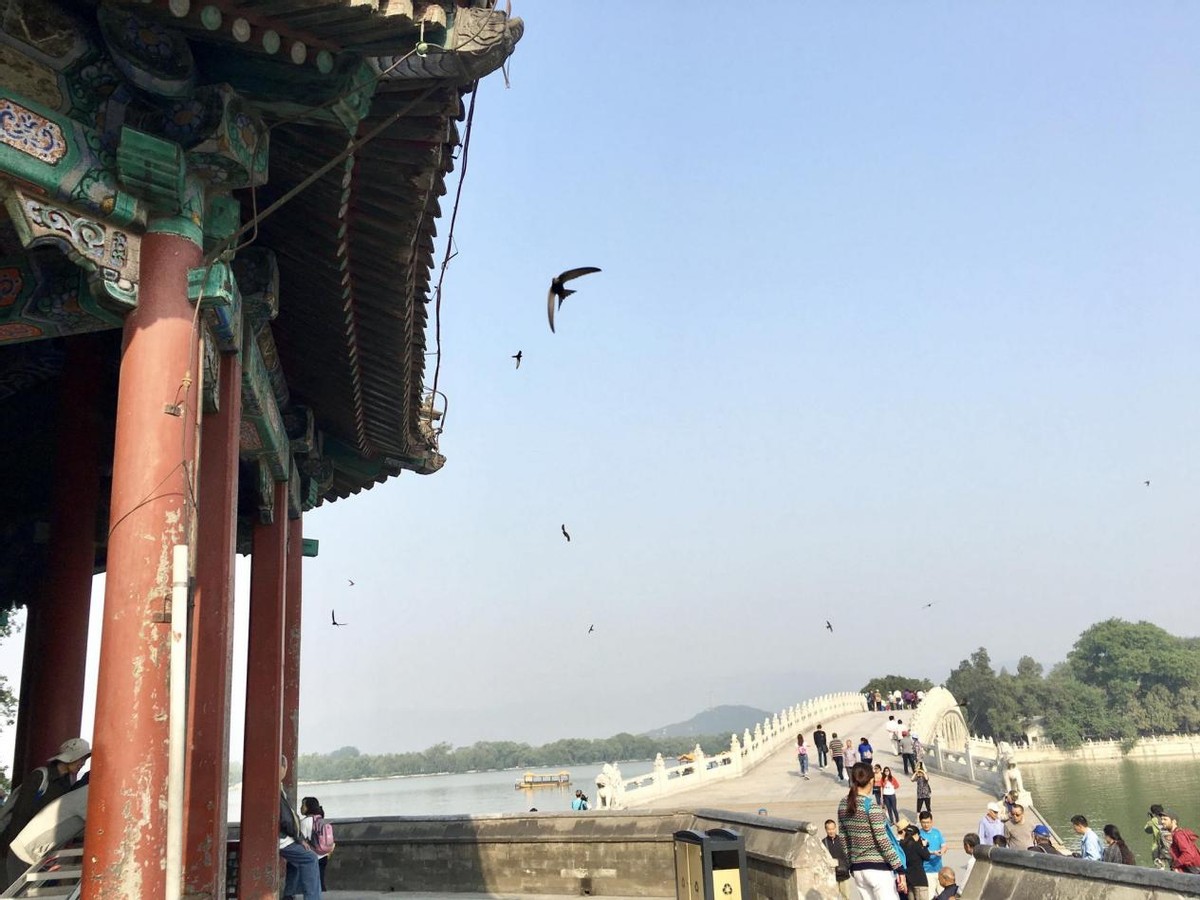 雨燕：在空中交尾，一生几乎都在飞行，为何说它们落地等于送死？