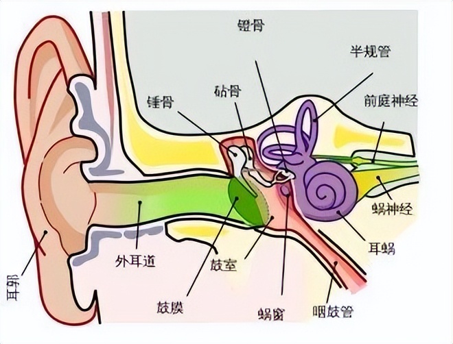 长达200年的解谜过程：鱼类曾经用我们的耳朵来呼吸