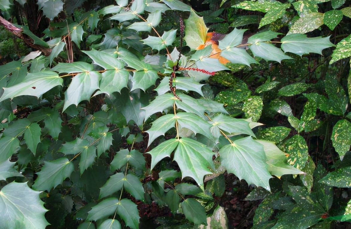 十大功劳:因"功劳多"而著称,请记住其特性,若遇到别随意破坏