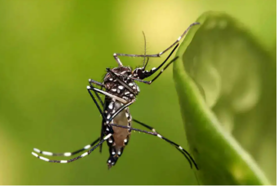 24亿只转基因蚊子！美国将在两年内全部放出，到底有什么目的？