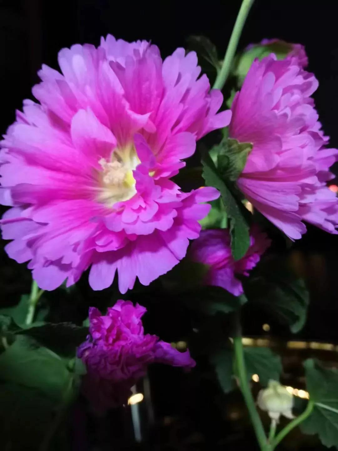 分享图片―最美的芙蓉花