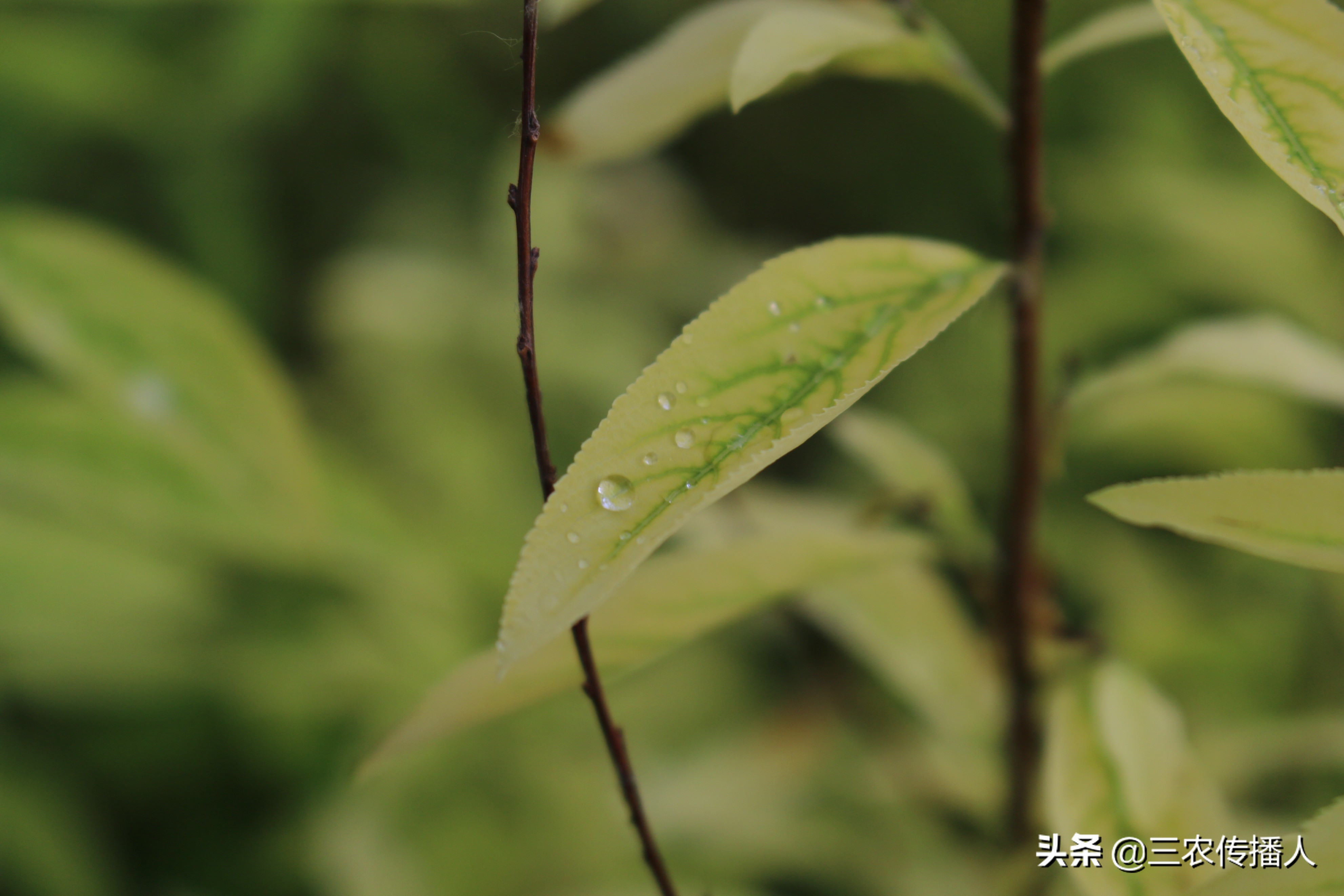 高考将至 | 用照片带你领略中国农业大学~ 是你向往的大学吗？