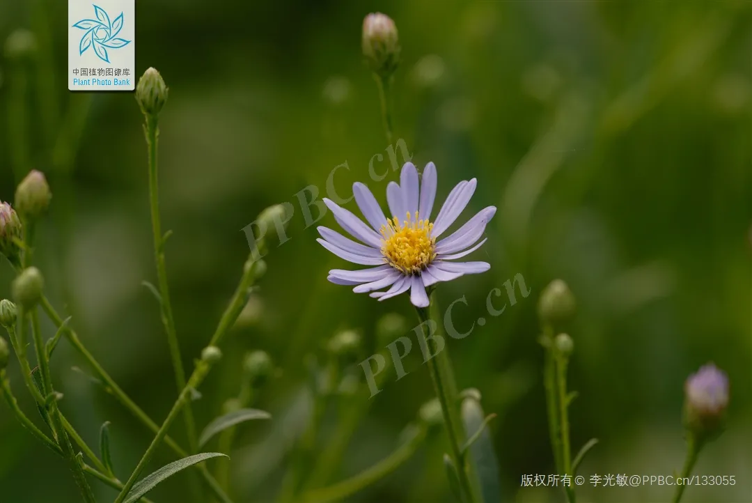 紫色菊花有用吗（详解路边紫色菊花的作用与功效）